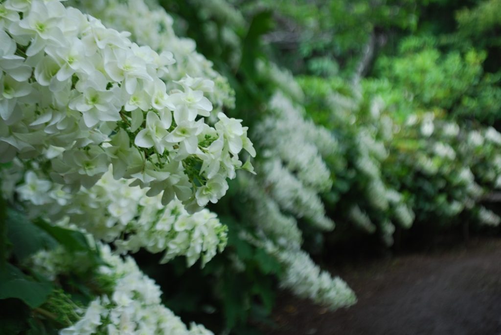 【成田市】宗吾霊堂「紫陽花まつり」6月23日（日） まで開催